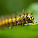 Chenille jaune et noire sur une feuille verte en extérieur