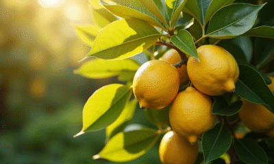 Citronnier en plein soleil avec citrons et feuilles vertes