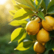 Citronnier en plein soleil avec citrons et feuilles vertes